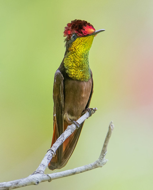 Ruby Topaz Hummingbird, Tucusito Rubi, Trinidad. Chrysolampis mosquitus.