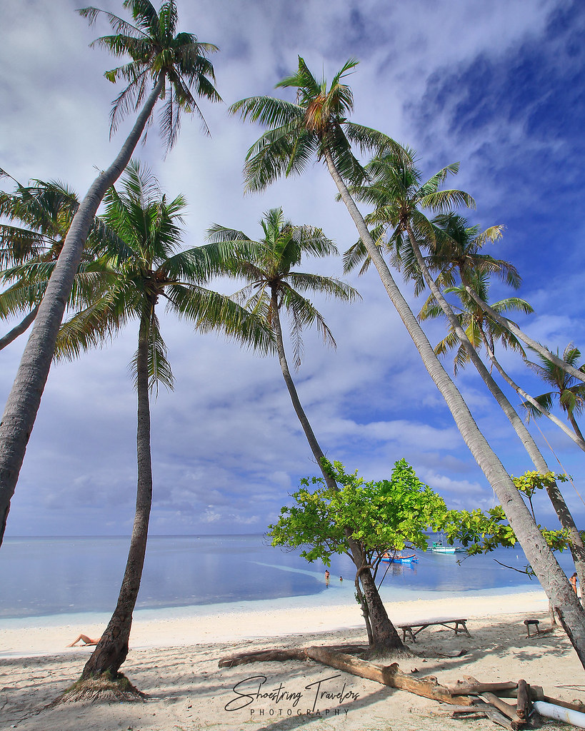 towering coconut palms at Paliton Beach