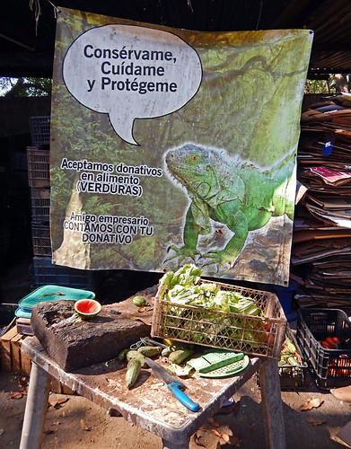 A sign begging people to protect the iguanas in the 'Iguanario' in Manzanillo, Mexico. The males are orange, the females green