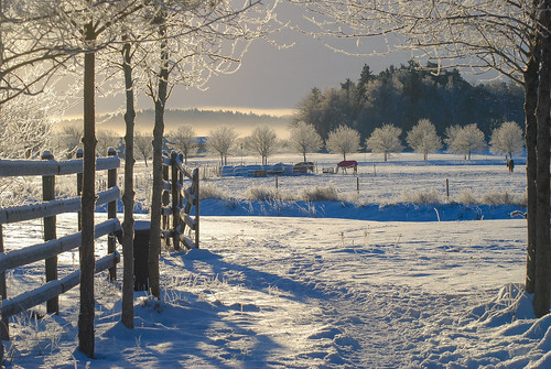 hoarfrost frost escarcha invierno ice is hielo ricardofeinstein frozen rimfrost landscape landskap paisaje light luz ljus horses caballos hästar trees träd árboles ultuna uppland uppsala fields campo congelado crispy blanco white vit sverige suecia sweden naturaleza nature natur nieve snow snö