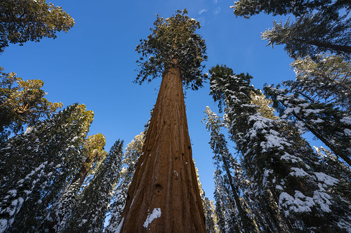 california unitedstatesofamerica sequoianationalpark travel snow tree nature giant outdoors perspective scenic bluesky lookingup tall nationalparkservice sequoia usa protecttheselands