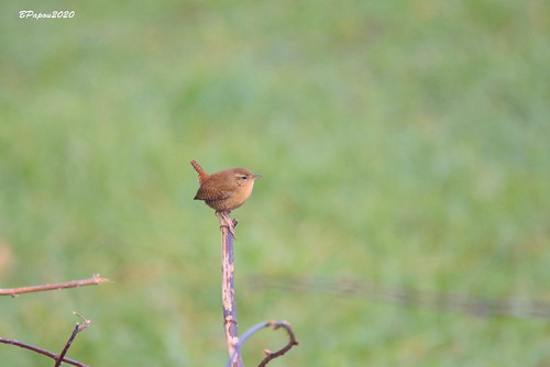 Troglodyte mignon / Wren / Zaunköig - Troglodytes troglodytes | by BPBP42
