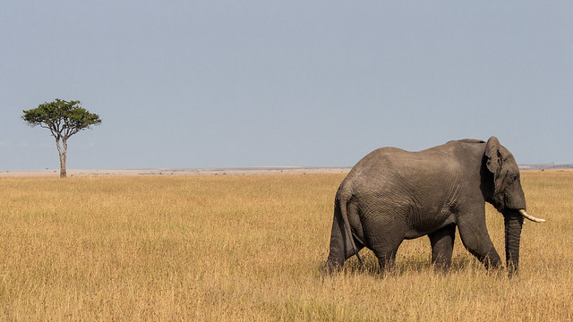 African Bull Bush Elephant, Maasai Mara