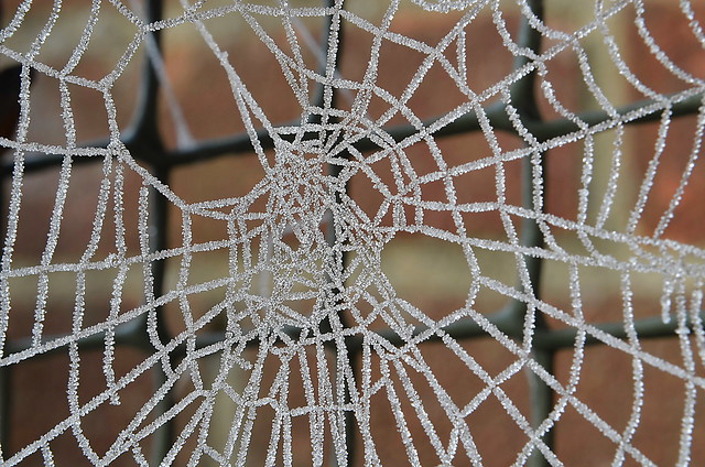 Frozen  Spider web