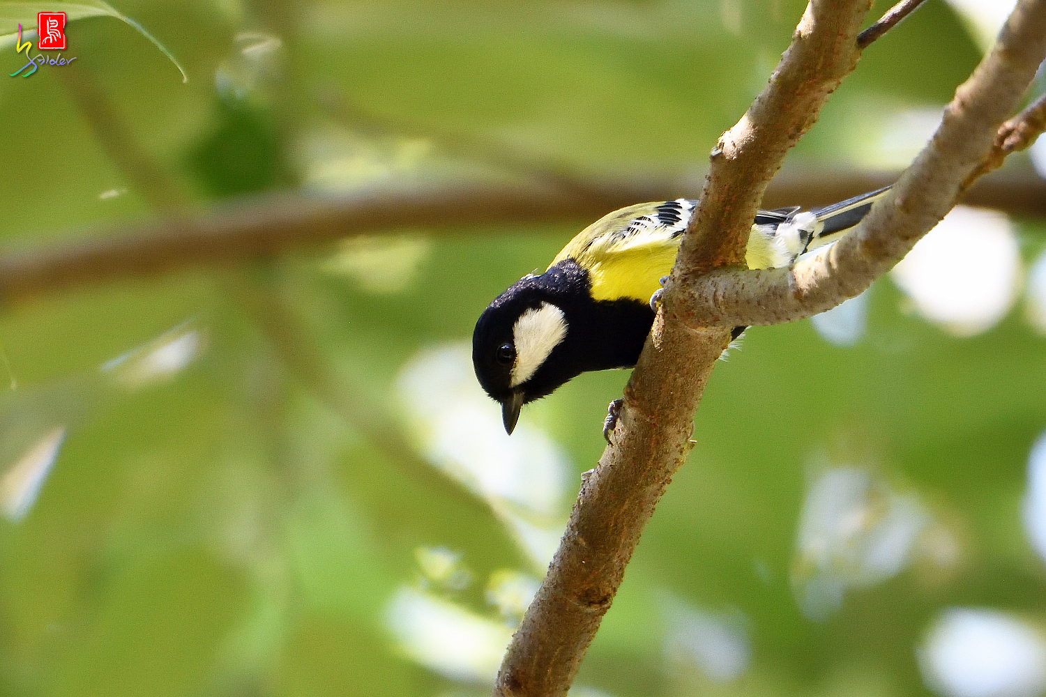 Green-backed_Tit_7889