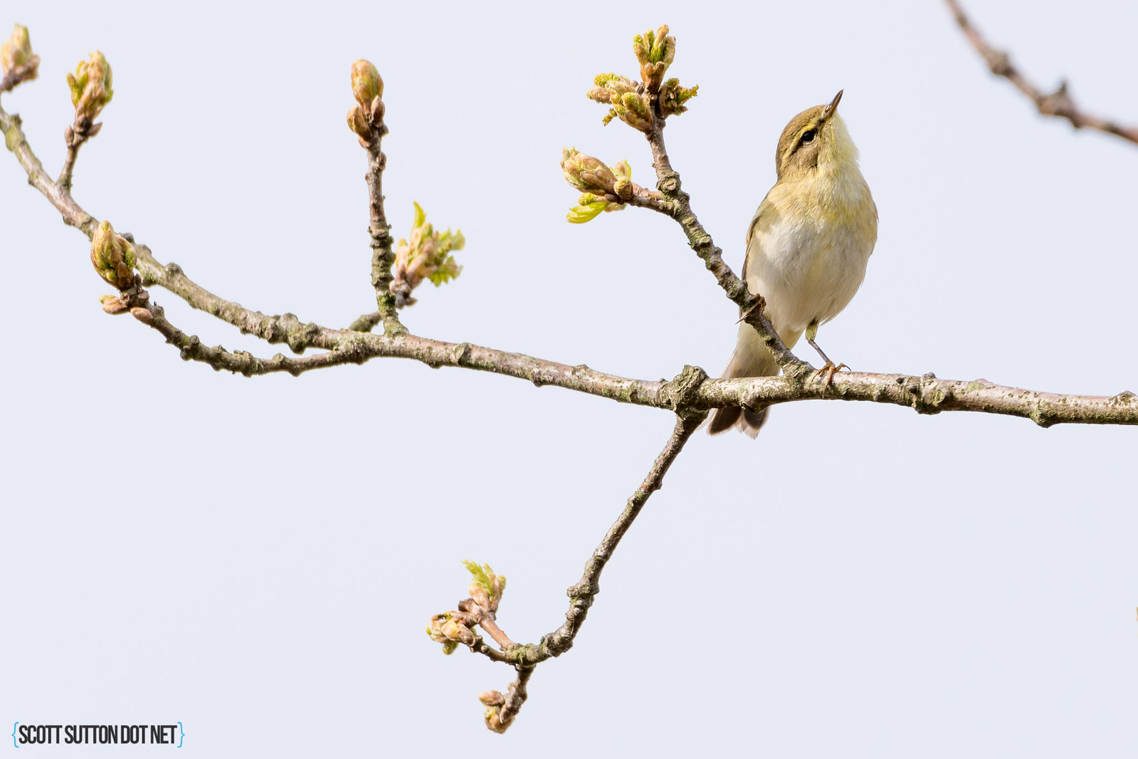 Willow warbler (I think)
