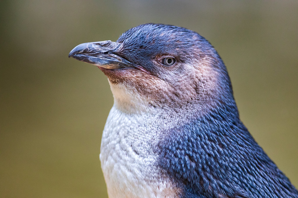 Image: Portrait of a Little Penguin