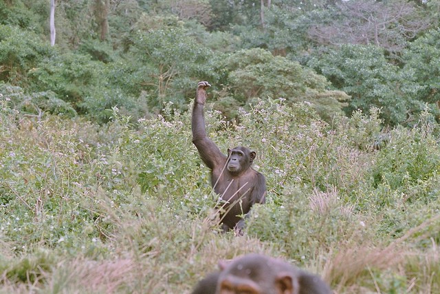 Chimpanzé - Jane Goodall Sanctuaire