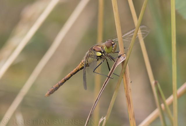 Dragonfly sp.