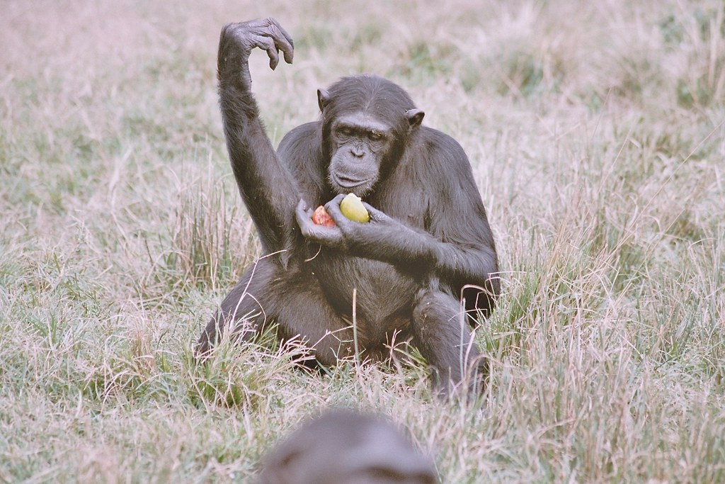 Chimpanzé - Jane Goodall Sanctuaire