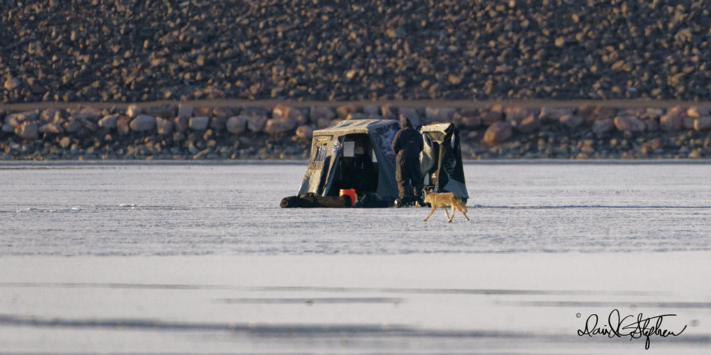Coyote Sneaks Past Ice Fisherman