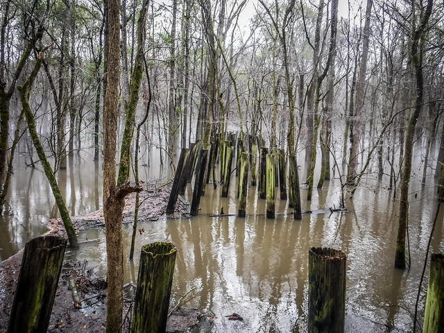 Biking the Palmetto Trail with Lowcountry Unfiltered