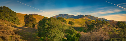 mtdiablo grass cows trees landscape panorama steve omd olympus contrails