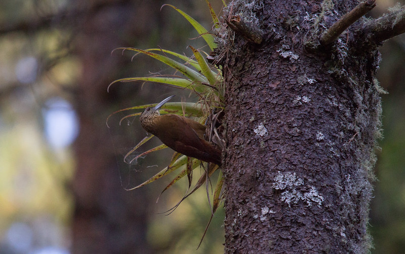 Strong-billed woodcreeper