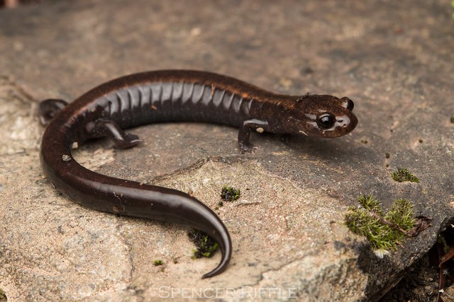 Del Norte salamander (Plethodon elongatus)
