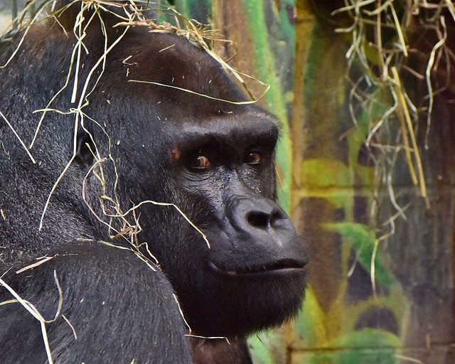 Gorilla, The Columbus Zoo, 3/6/18