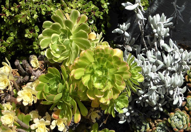 San Francisco, CA, Noe Valley, Succulent Plants