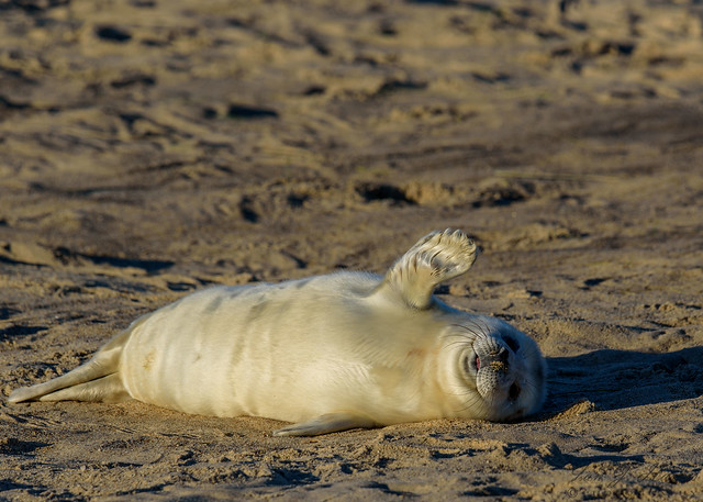 Happy Grey seal pup