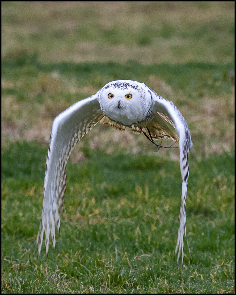 Snowy Owl (Female)