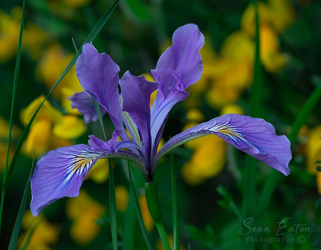 Oregon iris at Silver Falls State Park