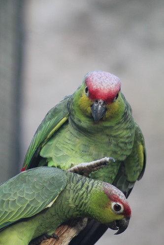 Amazon Parrot's | by aaron.voice