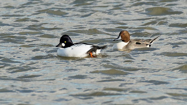 Goldeneye and Pintail