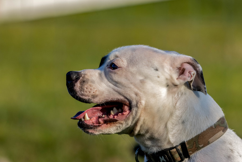 Staffordshire Bull Terrier Top 20 Most Dangerous Dog Breeds to Humans in the World 2023