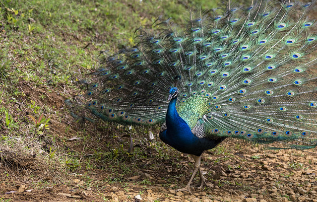 Peacock in Hawaii
