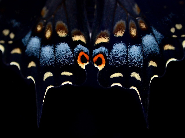 Wing Markings of a Butterfly: DSC_4219-2