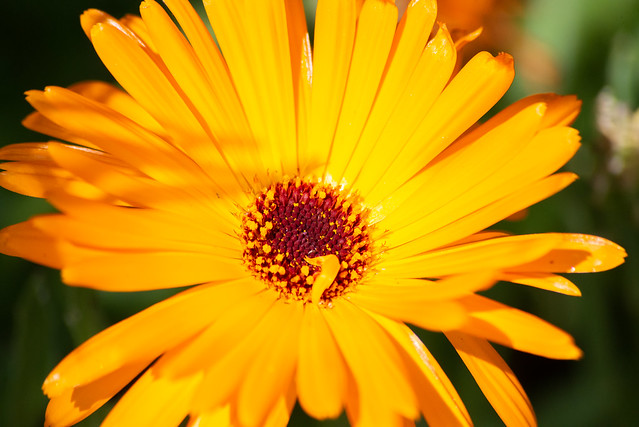 Macro of dazzling yellow/orange flower