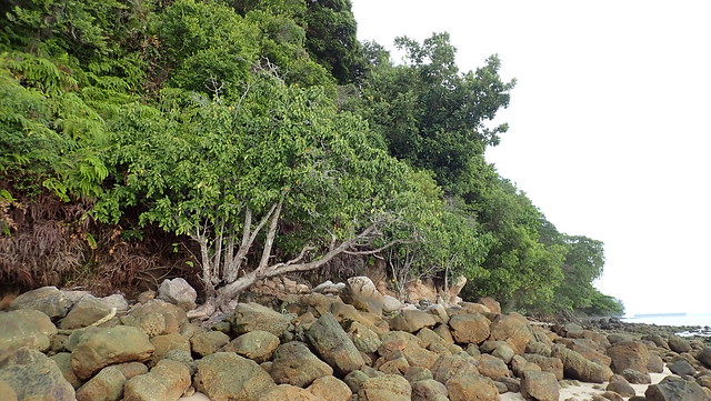 Nyireh laut (Xylocarpus rumphii)