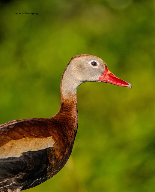 Whistling duck(portrait)