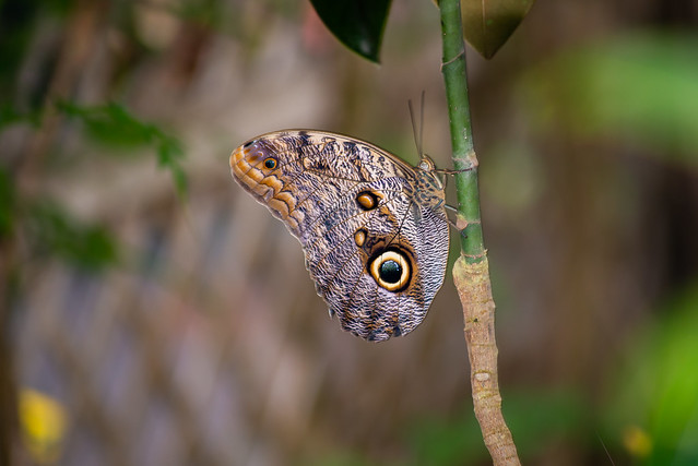 Giant Owl Butterfly (Caligo eurilochus) Close-up