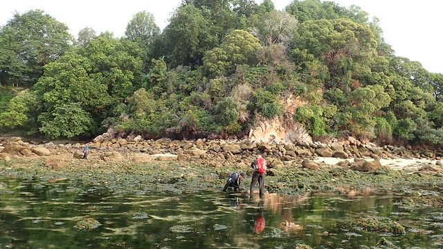 Living shores of St John's Island