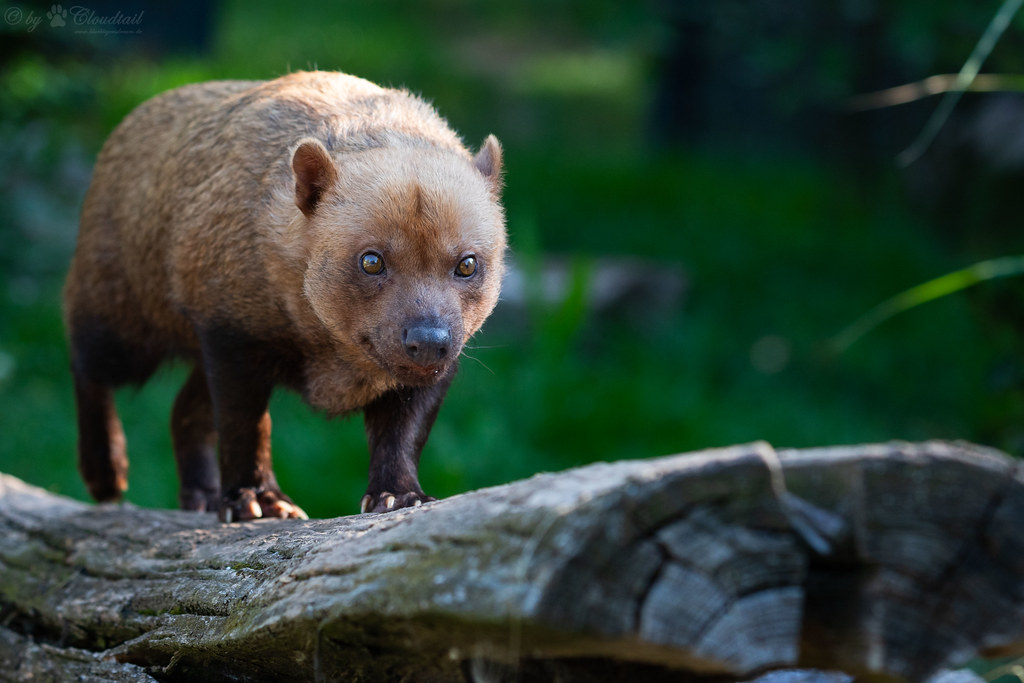 Bush dog on a log | A picture of a bush dog | Cloudtail the Snow Leopard |  Flickr