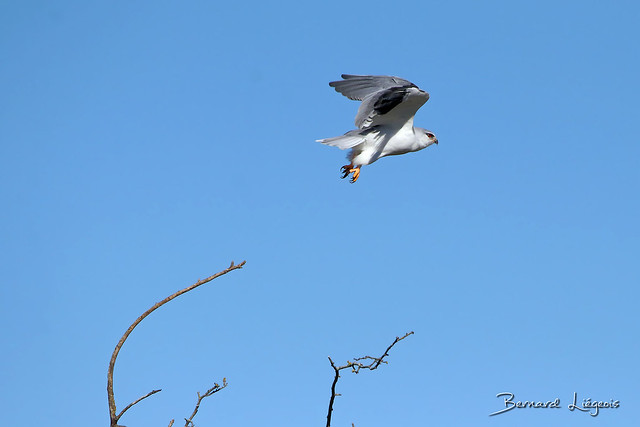 Elanus caeruleus | Elanion blanc | Black-shouldered Kite | Elanio Común | Gleitaar