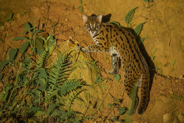 Sunda Leopard cat - Deramakot