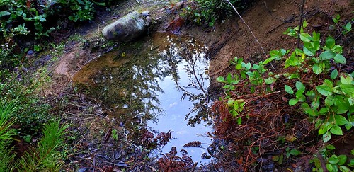 wetland dell pond trail galaxys9 shallon salal gaultheriashallon ladyfern