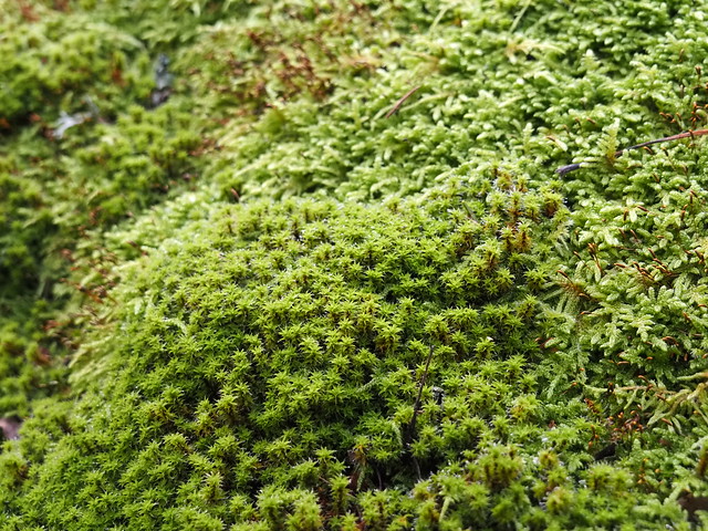 Moss Forests