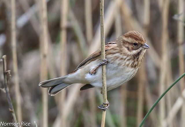 Female Reed Bunting