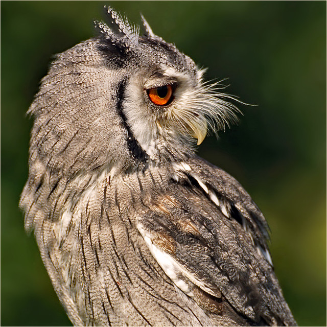 Southern White-faced Scops-owl
