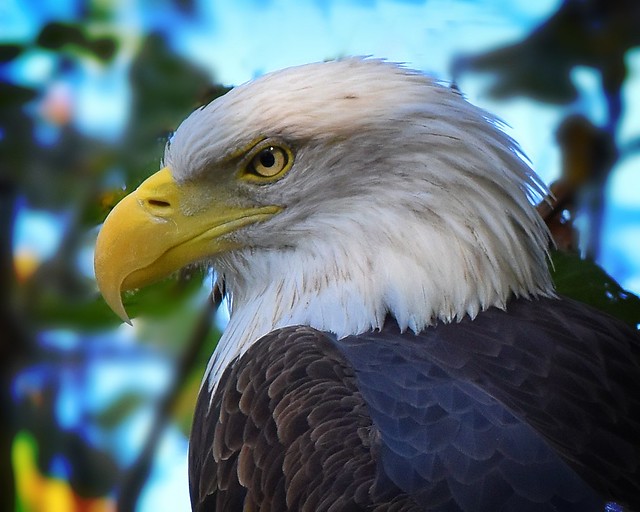 Bald eagle, The Columbus Zoo 10/9/18