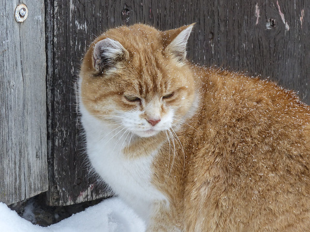 Farm cat on a snowy day