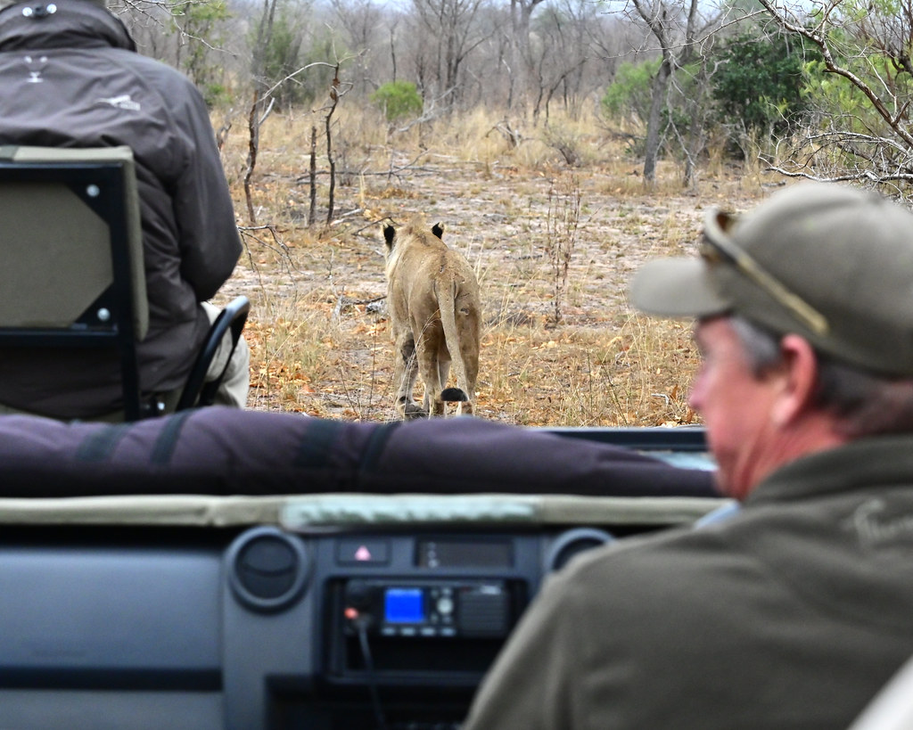 15 consejos para hacer un safari en África que me dio mi guía | Diario de  un Mentiroso