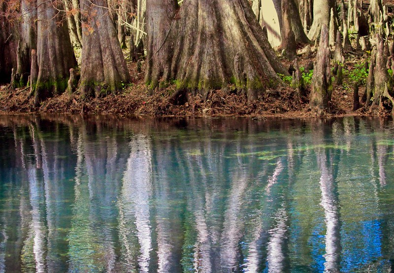 Manatee Springs Cypress Forest