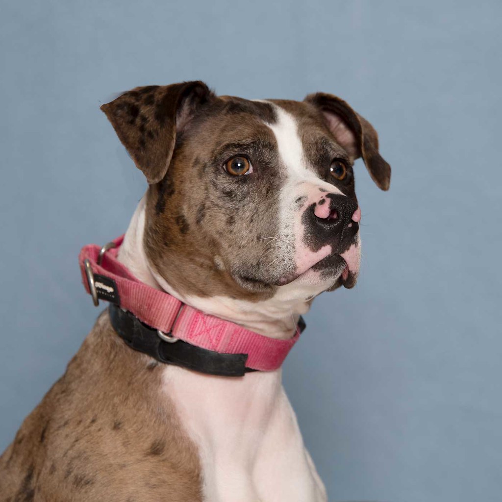 89552_Ness2 Humane Society for Southwest WA Flickr
