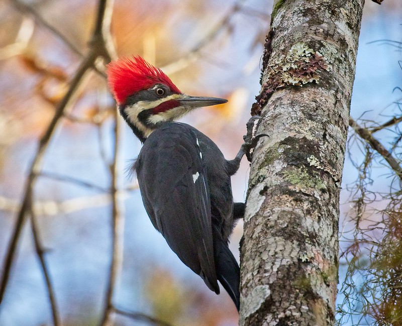 Pileated woodpecker at Manatee Springs