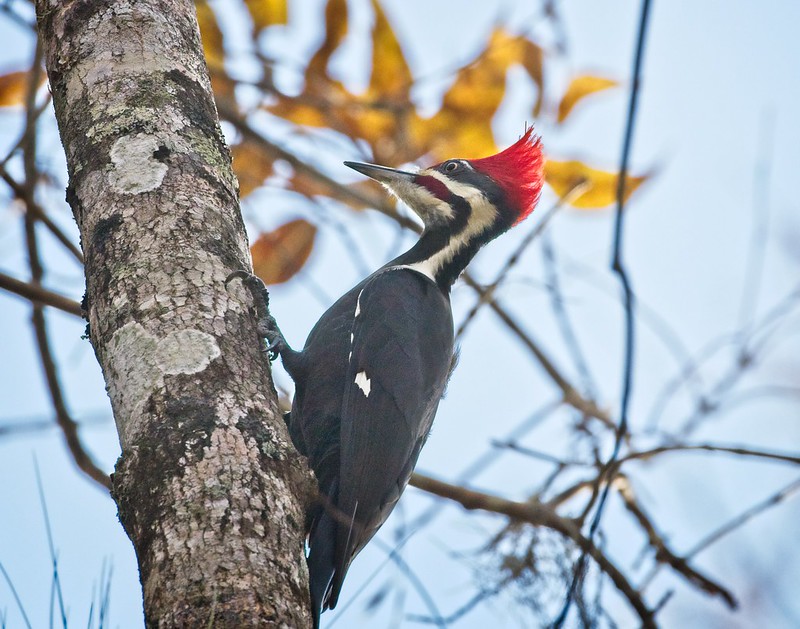 Pileated woodpecker looking towards the light