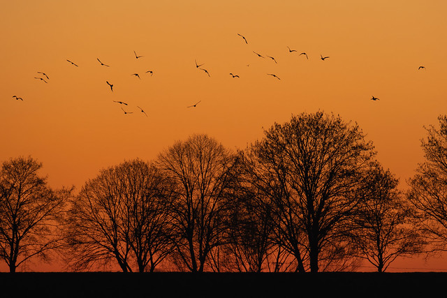 Geese flying to bed after sunset
