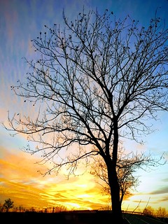 Tree and sky